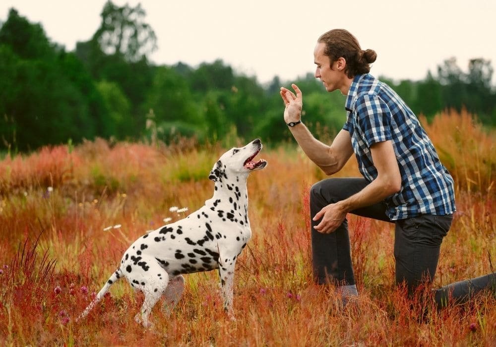 Humano adestrando seu cachorro no campo
