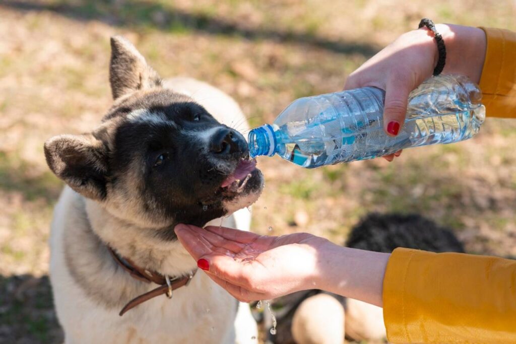 hidratando cachorro com cinomose