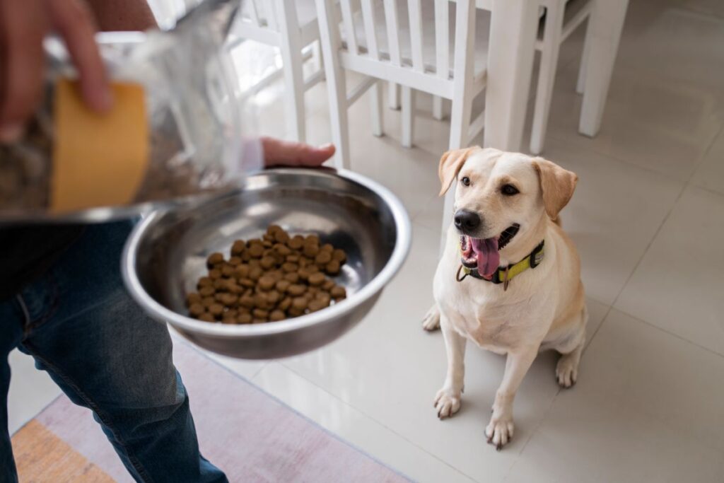 alimentando cachorro com cinomose