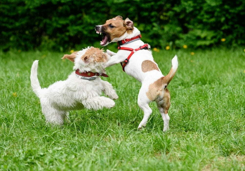 Dois cachorros brincando no jardim