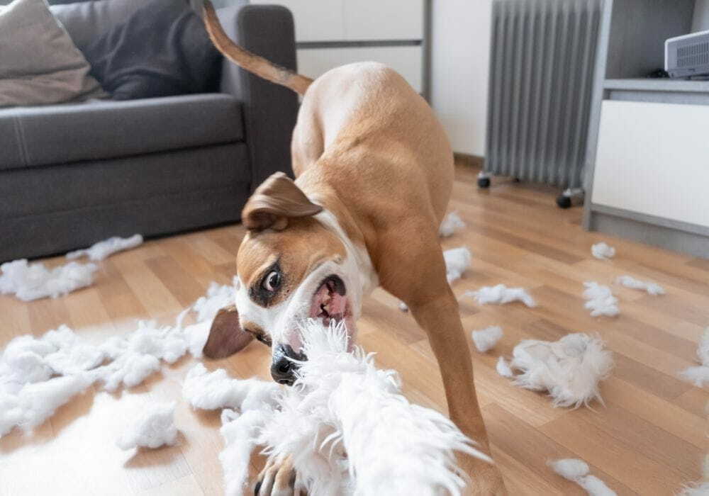 3 Cachorro nervoso rasgando travesseiro