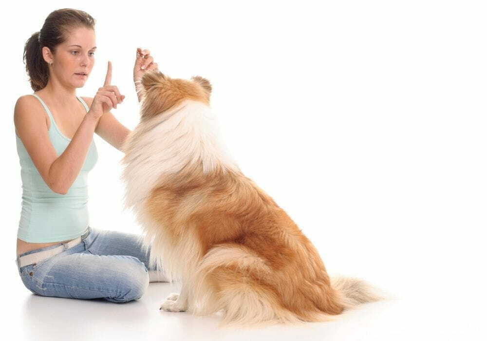 4 Cachorro recebendo comando "fica"