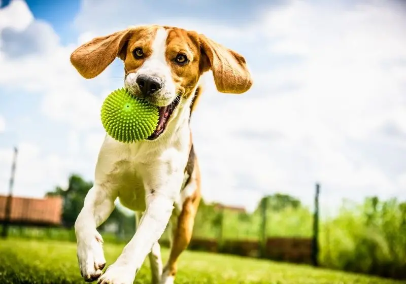 Cachorro agitado 2 Cachorro brincando com bolinha no jardim