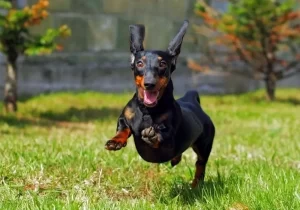 Cachorro alegre de pelagem preta correndo no jardim