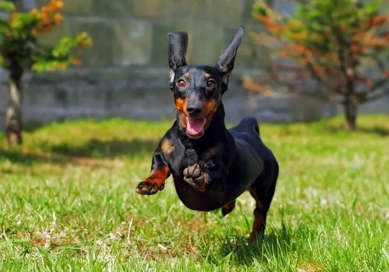 Cachorro alegre de pelagem preta correndo no jardim