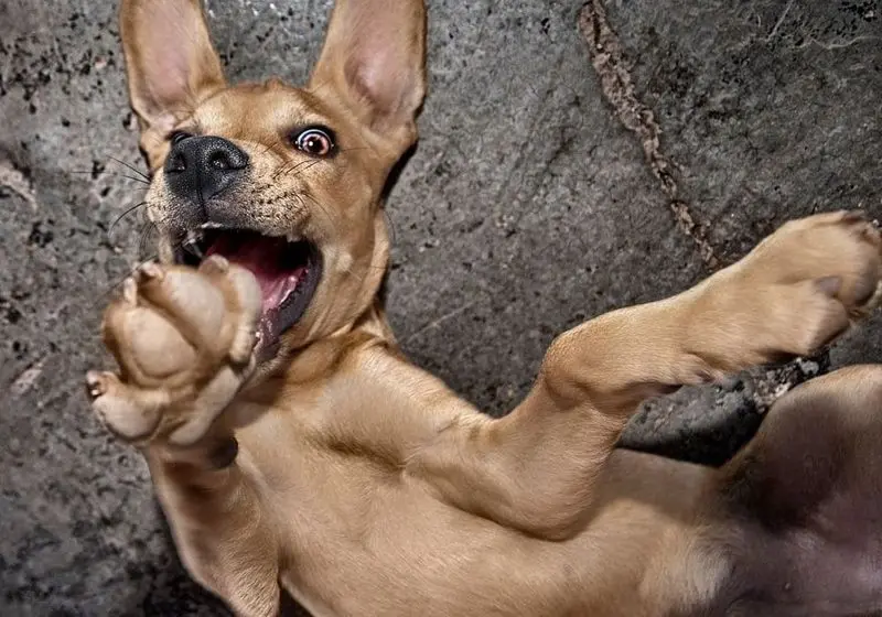 Cachorro agitado 4 Cachorro deitado brincando com as patas para cima