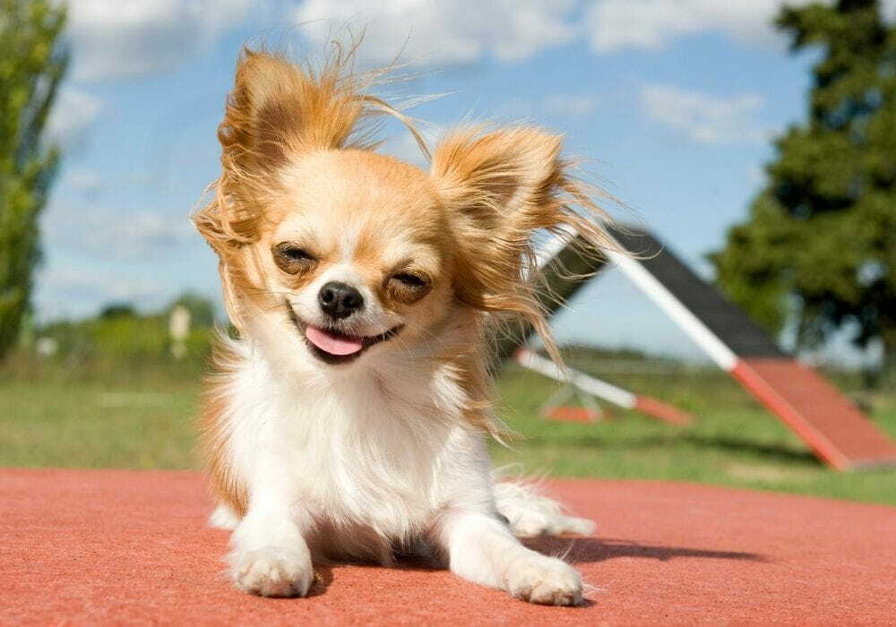 Chihuahua Chihuahua deitado na calçada olhando para frente