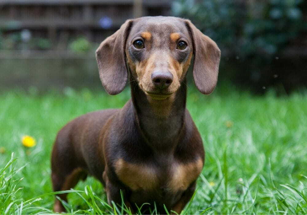 Dachshund Daschshund olhando para frente enquanto caminha pela grama