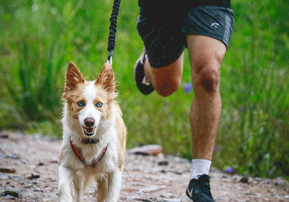 Cachorro de grande porte caminhando ao lado do seu dono