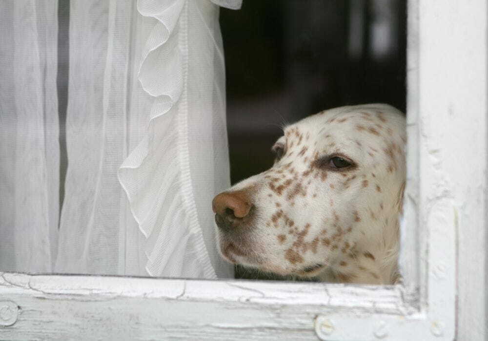 Design sem nome Cachorro em janela com olhar solitário