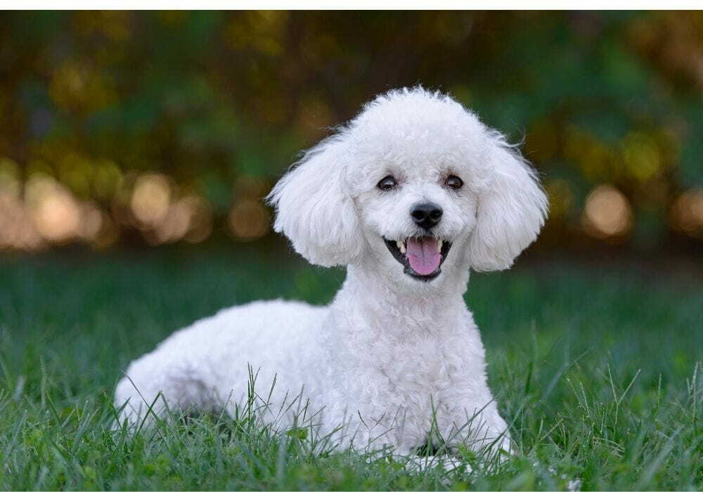 Poodle Poodle deitado na grama enquanto olha para frente