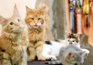 Gatos olhando para câmera