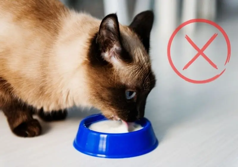 1 Gato tomando leite em uma travessa azul