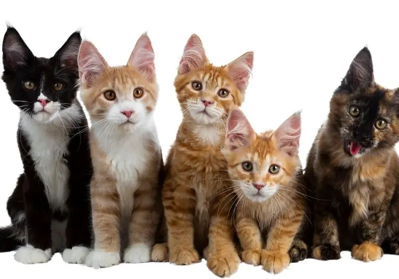 Cinco gatos com cores distintas olhando para frente em um fundo branco