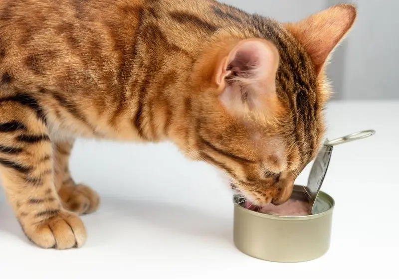 2 Gato comendo atum em uma latinha cinza