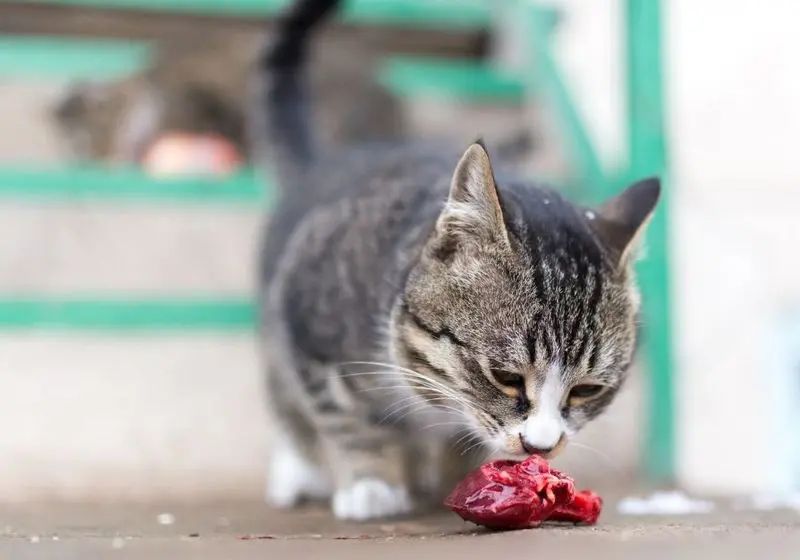 3 Gato comendo um pedaço de carne crua