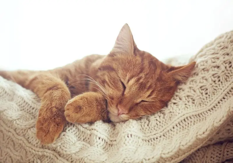 3 Gato deitado em uma almofada dormindo tranquilamente