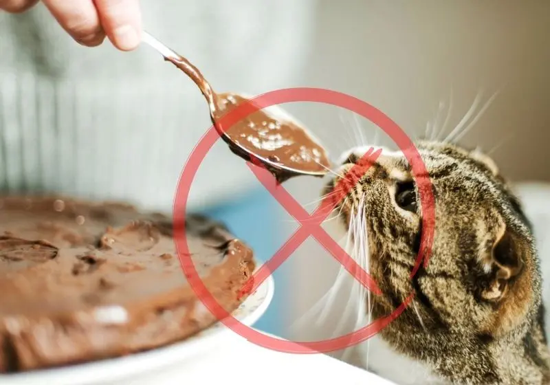 Design sem nome Gato perto de comer uma colher de brigadeiro