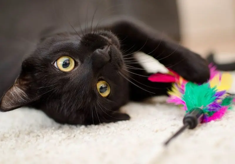 Design sem nome Gato na cor preta olhando para frente com um brinquedo colorido entre as patas