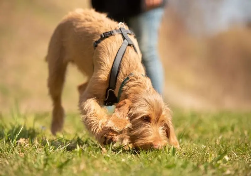 Cachorro com o fucinho na grama