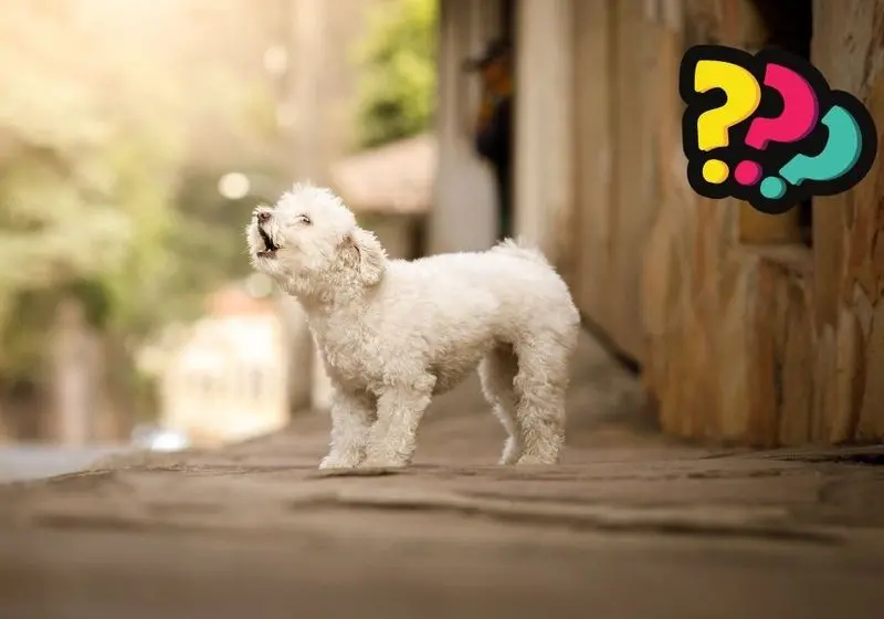 Cachorro em cima de uma superfície latindo