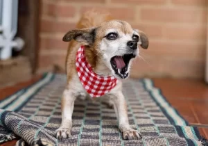 Cachorro com bandana xadrez latindo