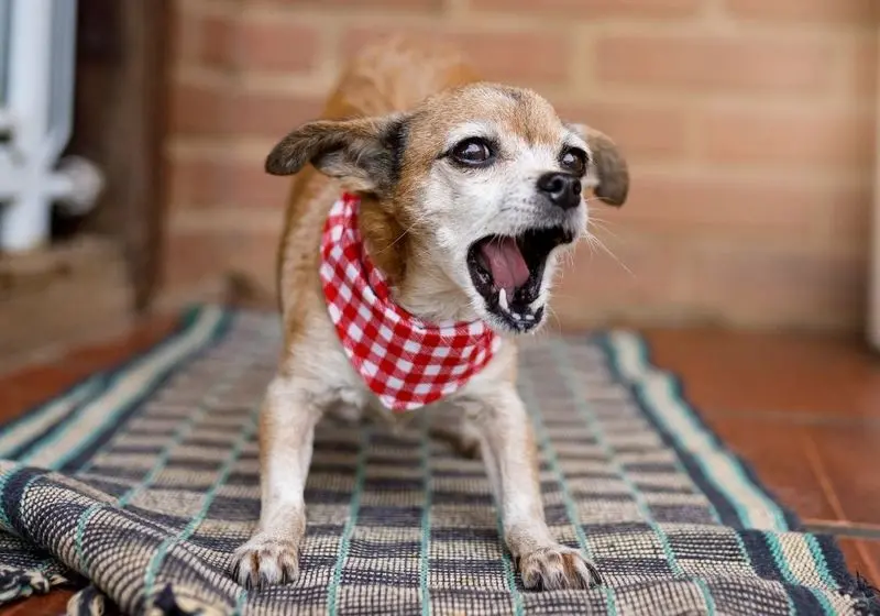 Cachorro com bandana xadrez latindo