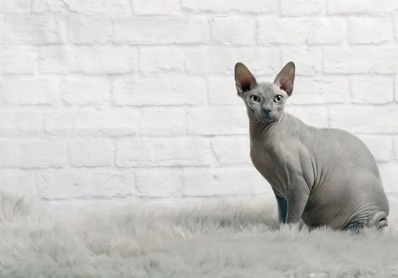 Gato da raça Sphynx com um fundo de tijolinho branco