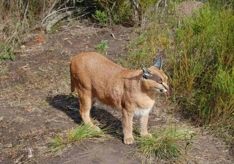 lince do deserto Easy Resize.com Gato selvagem na cor caramelo em meio à natureza