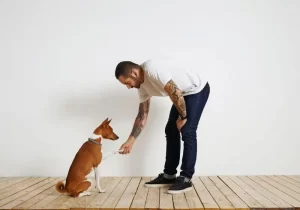 Cachorro aprendendo a sentar a partir de gestos feitos pelo tutor