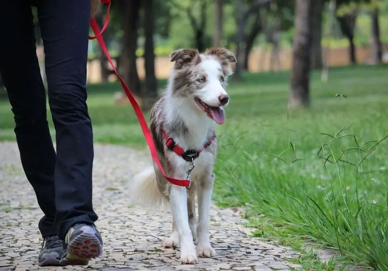 Limites Cachorro passeando com tutor em um jardim com coleira vermelha