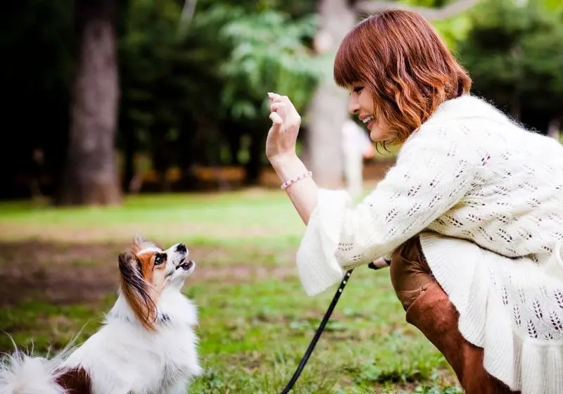 Recompensa Mulher em um jardim ensinando cachorro a sentar