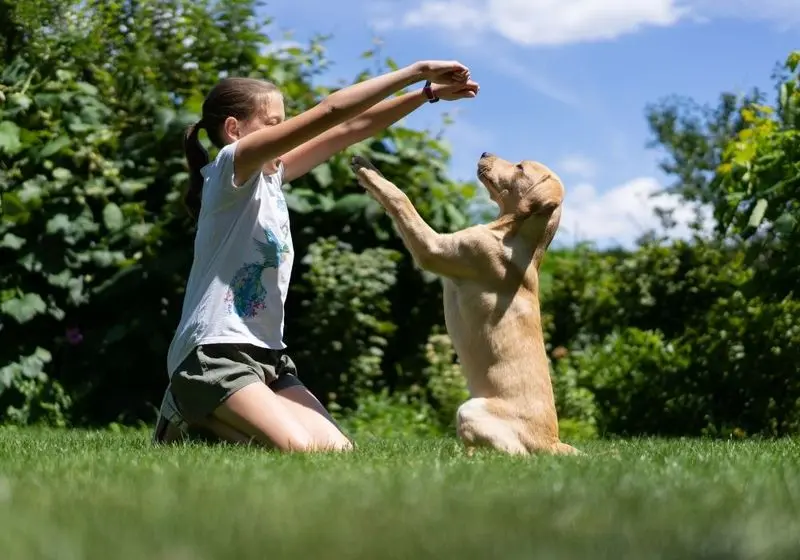 Repitidamente Criança em um jardim adestrando um cachorro de porte grande