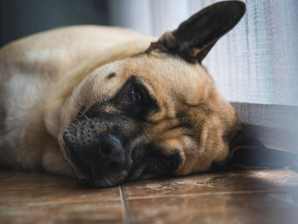 cinomose sintomas