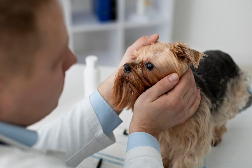 médico analisando cachorro com cinomose