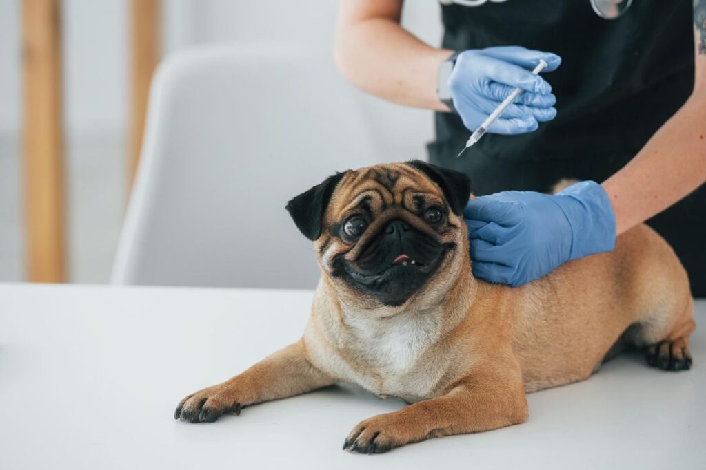 cachorro recebendo injeção para cinomose