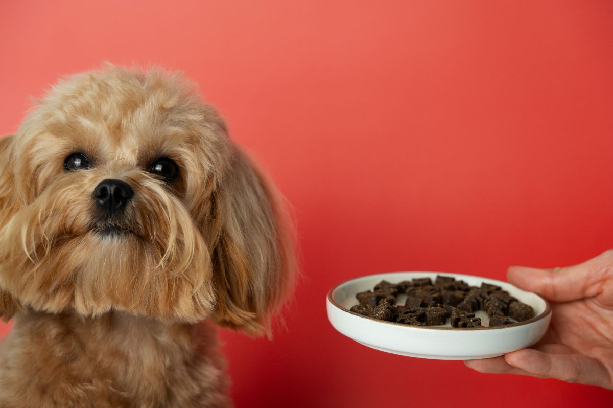 Cachorro e um pote de ração ao lado dele