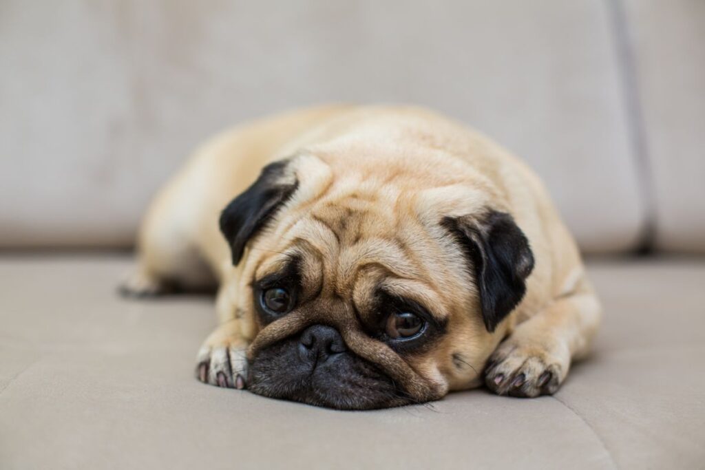 Cachorro pug deitado em um sofá