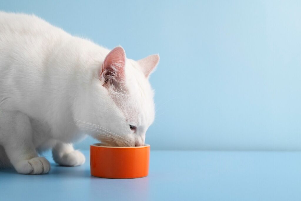 Gatinho comendo ração
