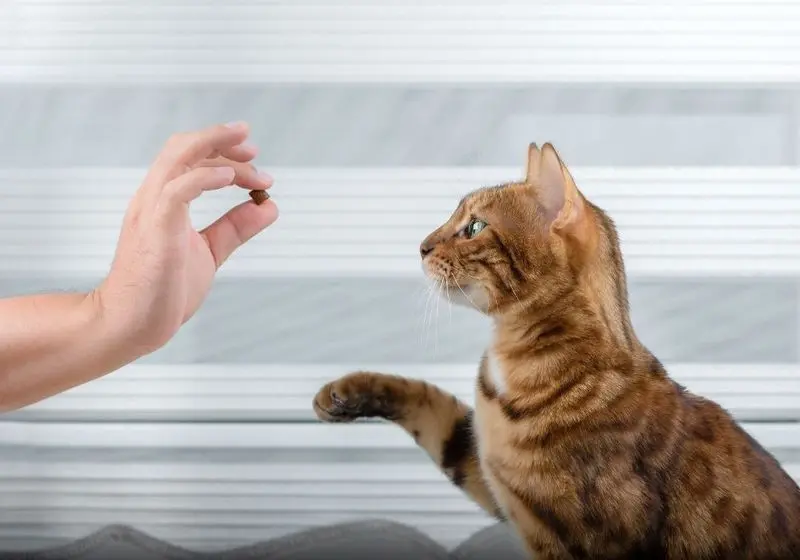 1 Gato Rajado Sentado Esperando Receber um Petisco Do Tutor