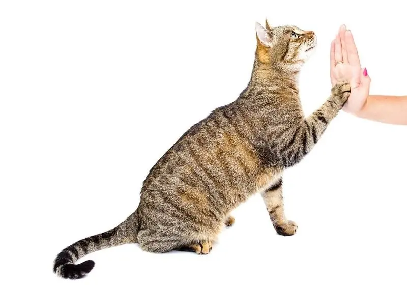 2 Gato Rajado Fazendo High Five com seu tutor