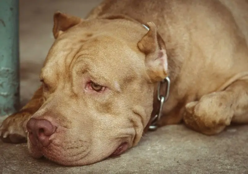 Cachorro com Depressa?o Cachorro com olhar triste e depressivo deitado no chão