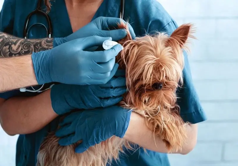 Cachorro com Otite Cachorro de porte pequeno no colo de veterinários que estão examinando seu ouvido