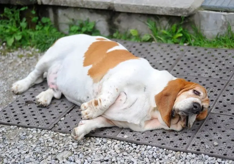 Cao obeso Cachorro obeso deitado em um quintal