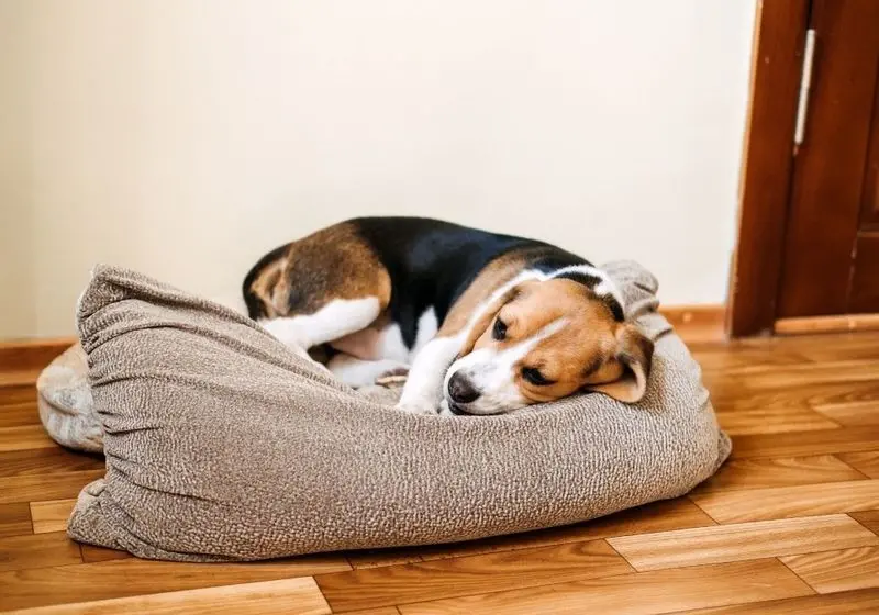 Design sem nome Cachorro deitado em uma caminha, aparentemente doente