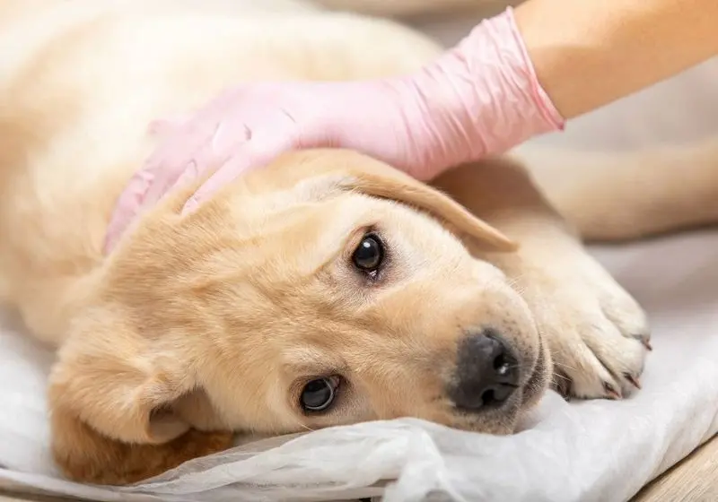 Cachorro deitado olhando para frente sendo examinado por uma veterinária