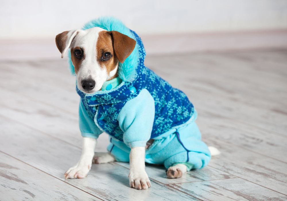 cachorro com frio e agasalhado com uma roupa azul