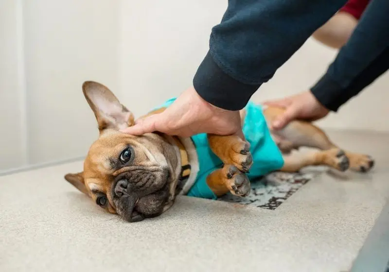ca?o com Insuficie?ncia renal Cachorro deitado de lado e veterinário examinando-o