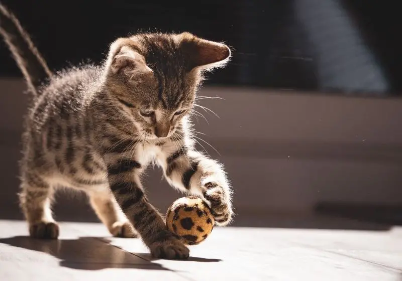 pega bolinha Filho de Gato Rajado Preto e Cinza Brincando com Uma Bolinha