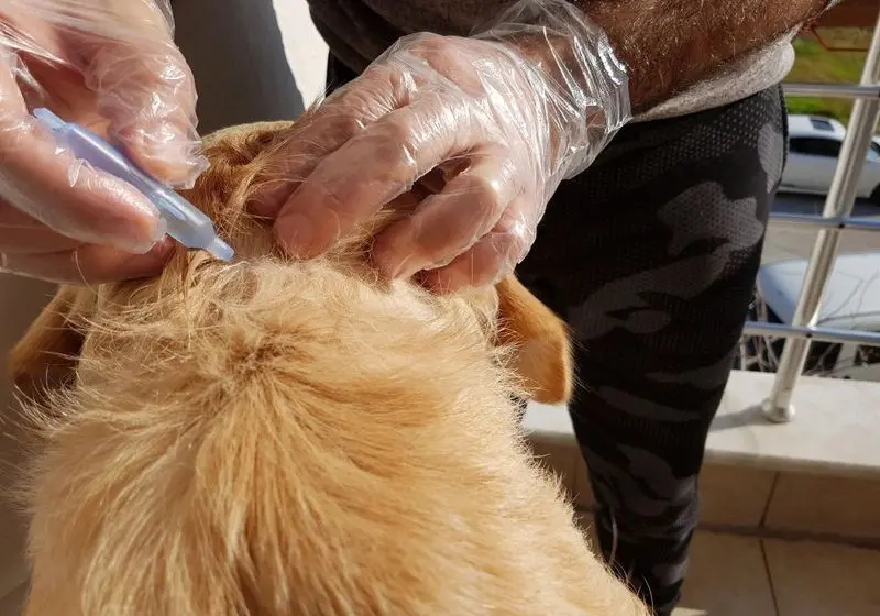 1 cachorrinho de pelagem dourada de costas recebendo um remédio de gotas na pele